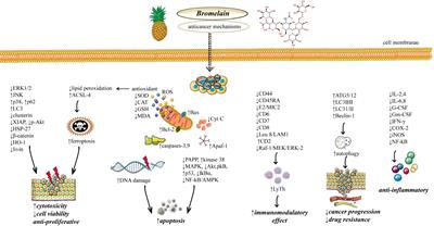 Anticancer properties of bromelain: State-of-the-art and recent trends